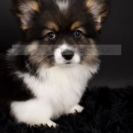 American Corgi and Pembroke Welsh Corgi Puppies from Blacktail Mountain Corgis