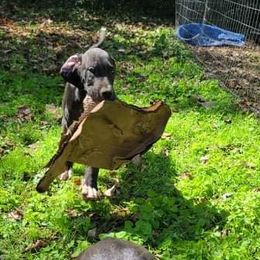 Great Dane Puppies from Trisha Self's Great Danes