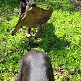 Great Dane Puppies from Trisha Self's Great Danes