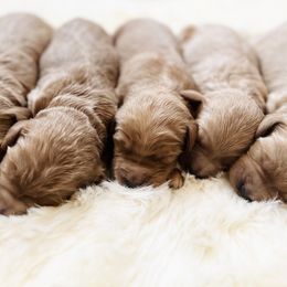 Bernedoodles from Pippi's Puppies