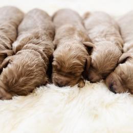 Bernedoodles from Pippi's Puppies