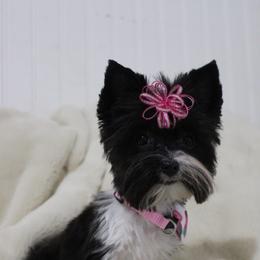 Yorkshire Terrier puppies from Peach Yorkies