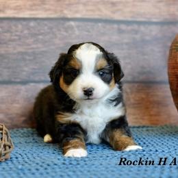 BTM 3 - Black tri male Toy Australian Shepherd puppy in Russellville, Arkansas from Rockin H Aussies
