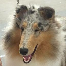 Collie Puppies from Creekwood Collies