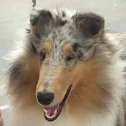 Collie Puppies from Creekwood Collies
