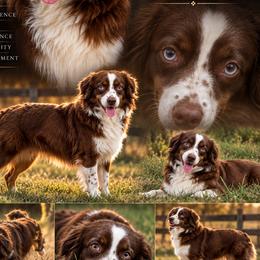 Rosie - Miniature Australian Shepherd