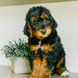 Harry - Phantom male Bernedoodle puppy in Spanish Fork, Utah from K Brand Doodles