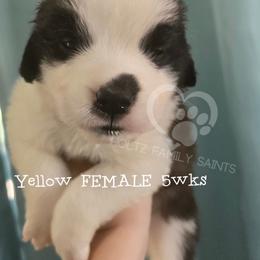 Yellow FEMALE - White and brown female Saint Bernard puppy in Kaukauna, Wisconsin from Holtz Family Saints