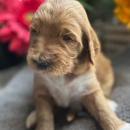 Girl 5 - Cream Goldendoodle puppy in Christiana, Tennessee from Rechlicz Family Doodles