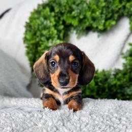 Dachshund Puppies from Royal Bloodline Canines