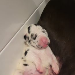 Great Dane and Yorkshire Terrier Puppies from Chuck City Danes