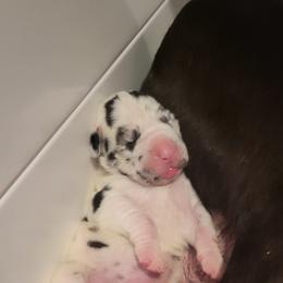 Great Dane and Yorkshire Terrier Puppies from Chuck City Danes