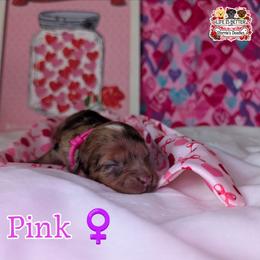 Pink Girl - Merle female Shihpoo puppy in Rockledge, Florida from Stormie's Doodles