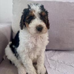 Frost - Black and white male Bernedoodle puppy in Moreno Valley, California from Ayy_Doodles