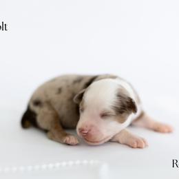 Colt - Red merle male Miniature Australian Shepherd puppy in Wooster, Ohio from Kari's Mini Aussies