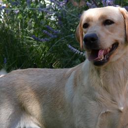 Dilute Retrievers and Labrador Retrievers from Jobs Peak Labradors