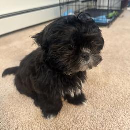 Poppy - Black and white female Shih Tzu puppy in Hampton Bays, New York from Delinda Shih Tzus