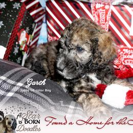 Bernedoodle Puppies from A Star is Born Doodles