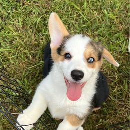 Bella - Black and tan female Pembroke Welsh Corgi puppy in Blaine, Tennessee from Rose Brier Pembroke Welsh Corgis