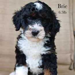 Brie - Tri-color female Bernedoodle puppy in Comanche, Texas from Central Texas Doodles, LLC.