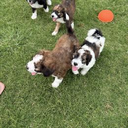 Bernedoodle Puppies from Glory Doodles