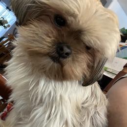 Luca - Shih Tzu