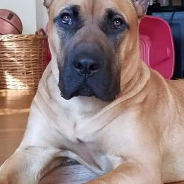 Perro de Presa Canarios from O.G Presas Cartel Kennel