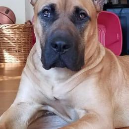 Perro de Presa Canarios from O.G Presas Cartel Kennel