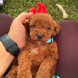 McCartney - Red male Cavapoo puppy in Tolono, Illinois from The Golden Rule Doodles
