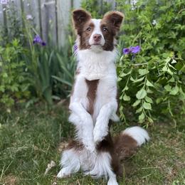 Brynn - Border Collie
