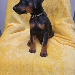 Black Girl - Black and rust Doberman Pinscher puppy in New River, Arizona from Desert Mountain Dobermans