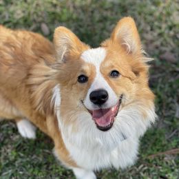 Honey  - Pembroke Welsh Corgi