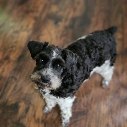 Zola - Miniature Schnauzer