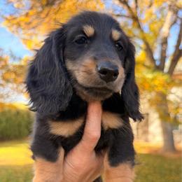 Black and Tan Male - Black and tan male Dachshund puppy in Nampa, Idaho from Long_and_Low_Dachshunds