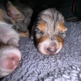 Skye - Dapple female Dachshund puppy in Copperas Cove, Texas from Creme de la Creme Dachshunds