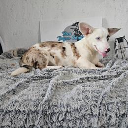 Boy 3 - Blue merle and white male Cardigan Welsh Corgi puppy in Natchitoches. La, Louisiana from Bleu Bayou Corgis