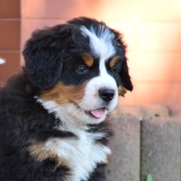 Bernese Mountain Dogs from Puppies on the Prairie