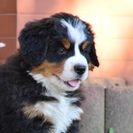 Bernese Mountain Dogs from Puppies on the Prairie