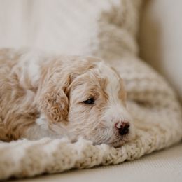 Jam - Fawn and white male Sheepadoodle puppy in Patterson, California from Dooling Doodles