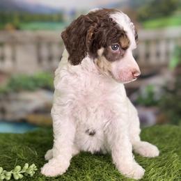 Stevie Licks - Phantom female Poodle puppy in Middlebourne, West Virginia from El Silencio Standard Poodles