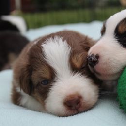 Australian Shepherd Puppies from Tru Blu Aussies