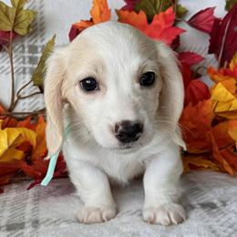 Bonnie - Cream female Dachshund puppy in Bartow, Florida from Buck Fifty Ranch doxies