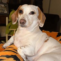 Rosie - Dachshund