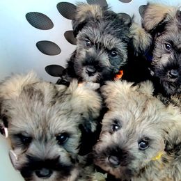 Miniature Schnauzers from Lamb's Little Loves