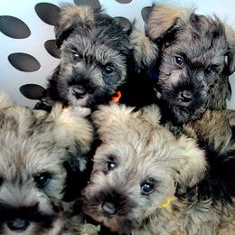 Miniature Schnauzers from Lamb's Little Loves