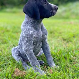 German Shorthaired Pointer Puppies from Thunder Mountain Gun Dogs