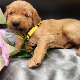 Golden Retriever Puppies from Soda Springs Kennel