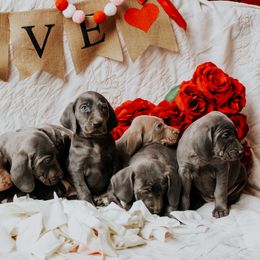 Weimaraner Puppies from North Georgia Weims