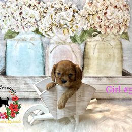 Cavalier King Charles Spaniel Puppies from Ohana Cavalier King Charles Spaniels