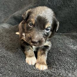 Ariel Girl-1 - Black tri-color female Australian Shepherd puppy in Mena, Arkansas from Fat-Bottom Farms